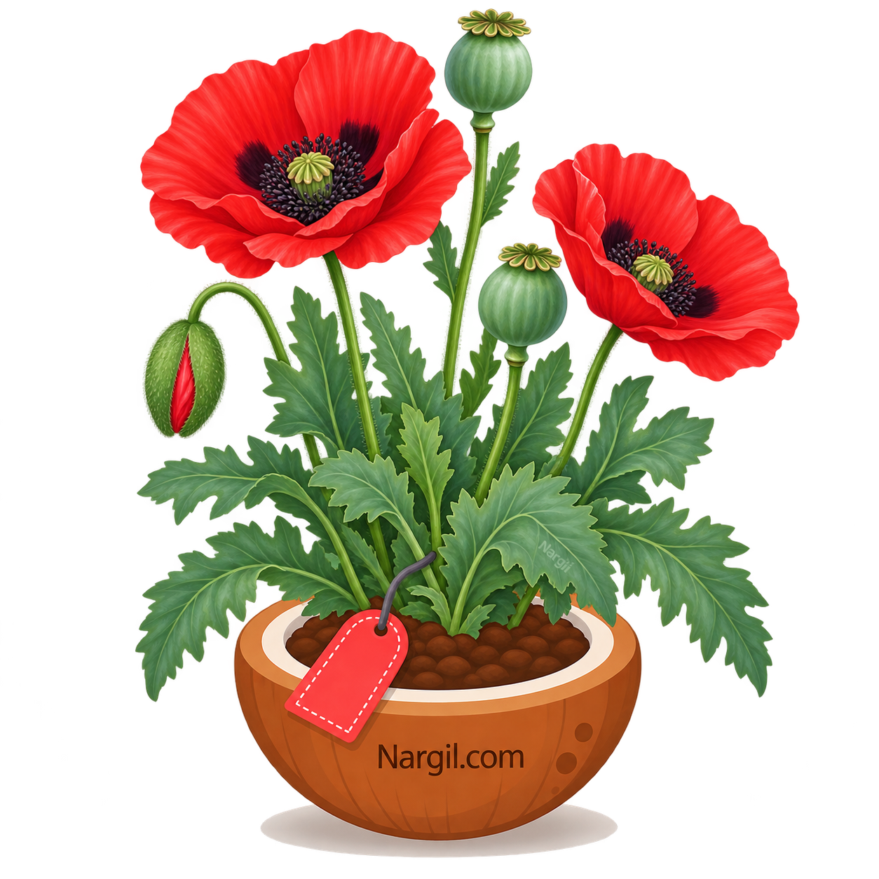 Nargil_papaver somniferum